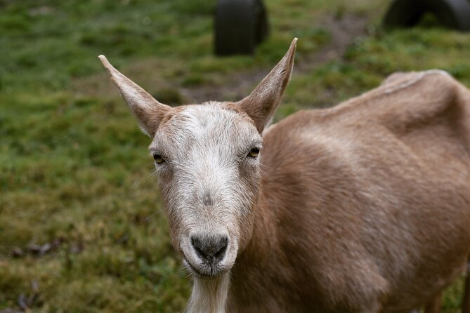 1.5 Hour Immersive Farm Experience in Adirondacks - Key points to know before you go