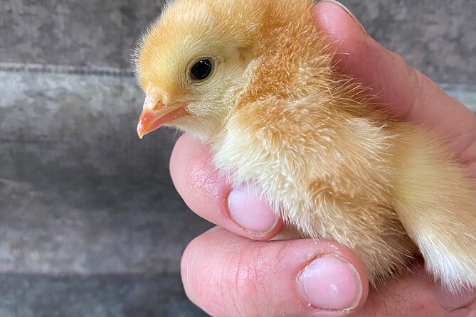 1.5 Hour Immersive Farm Experience in Adirondacks - Chickens, ducks, pigs, and goats