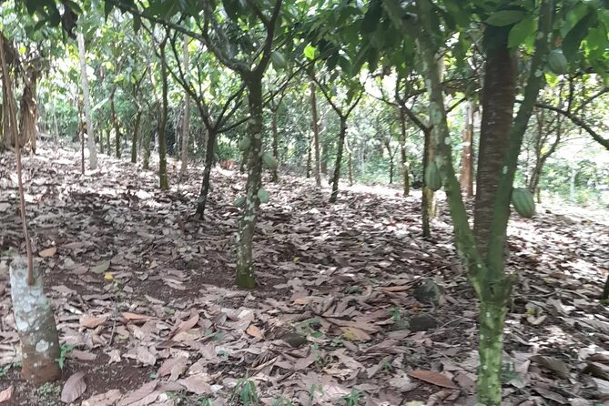 1 Day cocoa farm tour - From harvest to dried cocoa beans