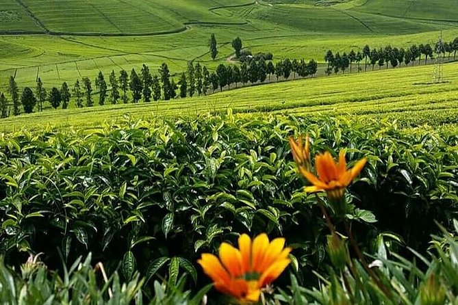 1-Day Lake Kivu Karongi Boat Cruise & Coffee farming with Lunch - Environmental Museum or coffee-farming visit