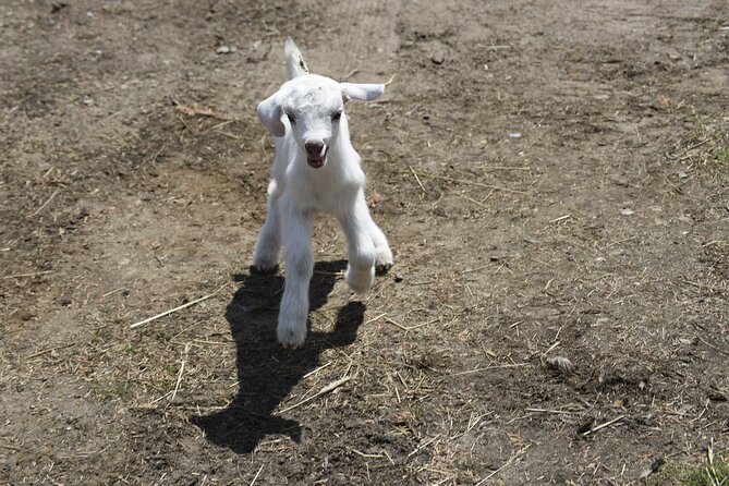 1 Hour Guided Farm Tour in the Adirondacks - Key points to know before you go