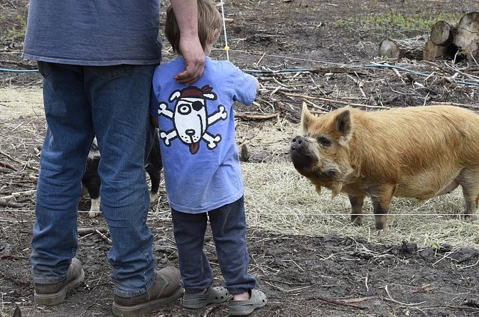 1 Hour Guided Farm Tour in the Adirondacks - Meeting the animals, from goats to guardian dogs