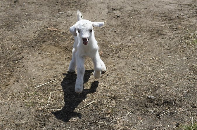 1 Hour Guided Farm Tour in the Adirondacks - The barn, garden, and practical farm details