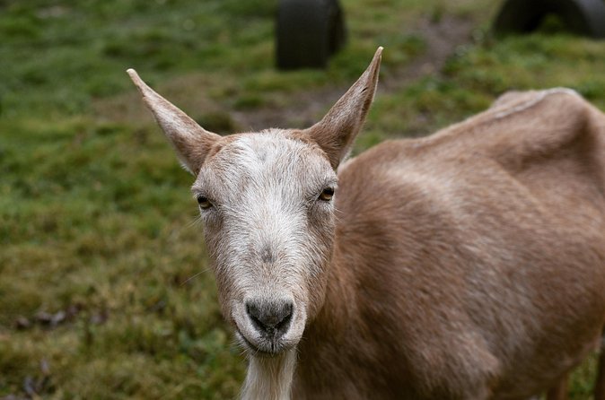 1 Hour Guided Farm Tour in the Adirondacks - Who will enjoy The Cook Farm most?