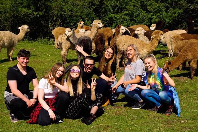 2-Hour Alpaca Farm Experience in Kenilworth - Key points at a glance