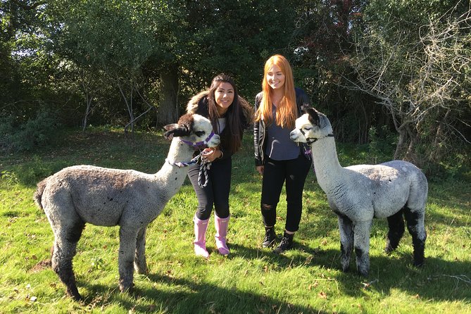 2-Hour Alpaca Farm Experience in Kenilworth - Starting with a short alpaca lesson