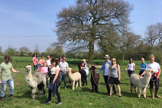 2-Hour Alpaca Farm Experience in Kenilworth - Walking an alpaca for the final activity