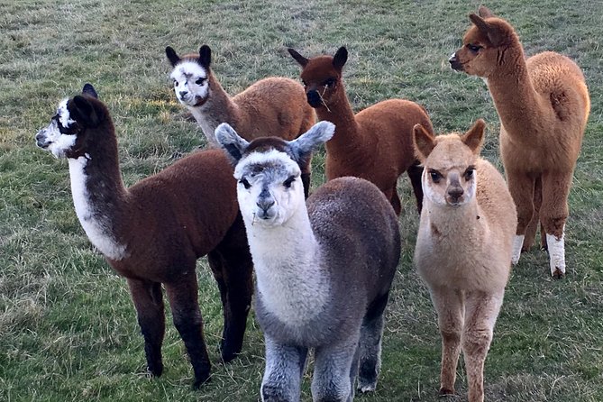 2-Hour Alpaca Farm Experience in Kenilworth - Why the private format matters
