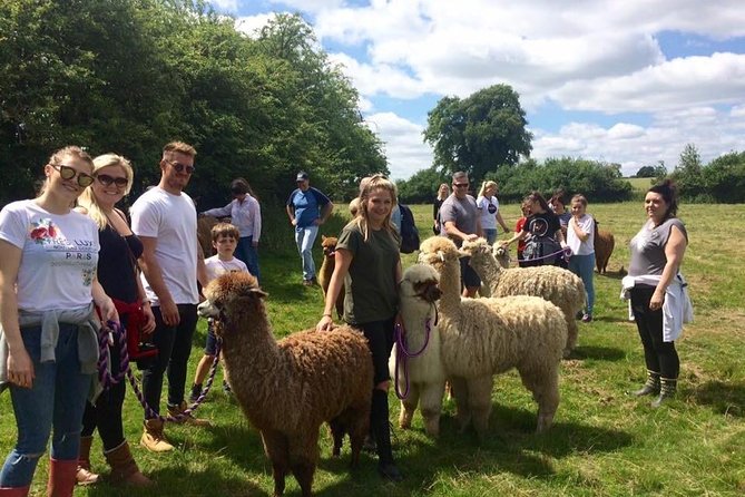 2-Hour Alpaca Farm Experience in Kenilworth - What $35.78 buys you