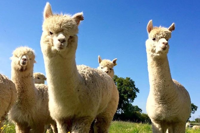 2-Hour Alpaca Farm Experience in Kenilworth - Best for families, animal lovers, and first-time handlers