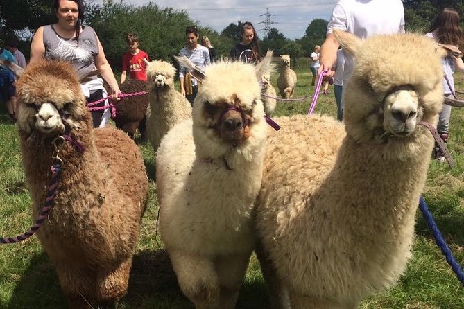 2-Hour Alpaca Farm Experience in Kenilworth - Timing, weather, and booking advice