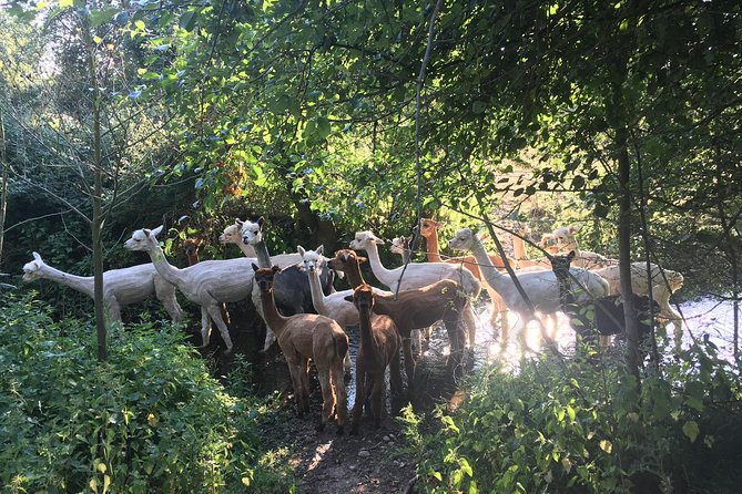 2-Hour Alpaca Farm Experience in Kenilworth - Meeting the herd and cuddling the babies