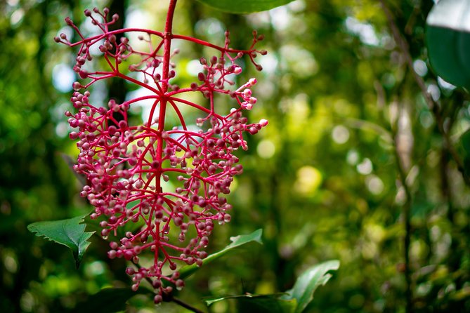 2d1n Kinabalu Park & Poring Canopy Walk & Desa Cow Farm Tour - The canopy walkway is the active highlight