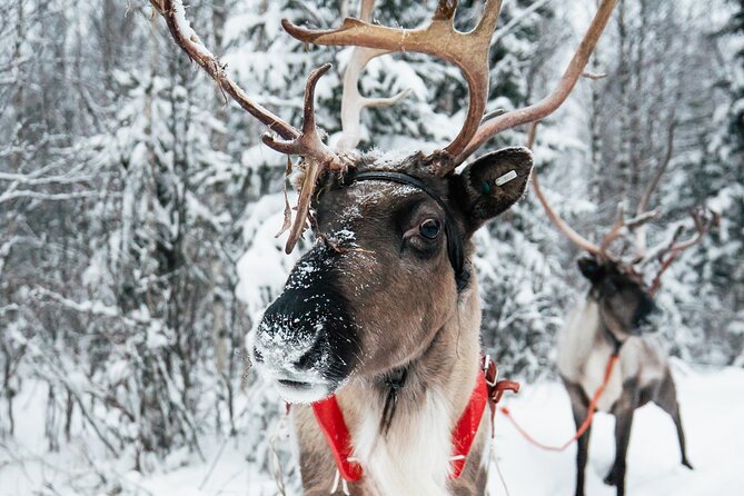 2km Sleigh Ride & Feeding Experience at Traditional Reindeer Farm - The 2km sleigh ride through snowy country