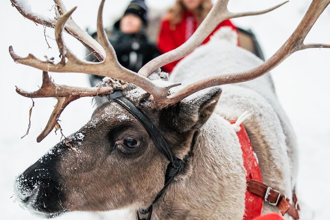 2km Sleigh Ride & Feeding Experience at Traditional Reindeer Farm - Feeding the reindeer after the ride