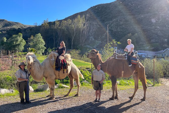 3 Hour Camel Trek into the Forest and Ranch in California - Why this Sylmar camel trek feels different