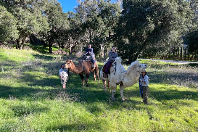 3 Hour Camel Trek into the Forest and Ranch in California - Who will enjoy this most