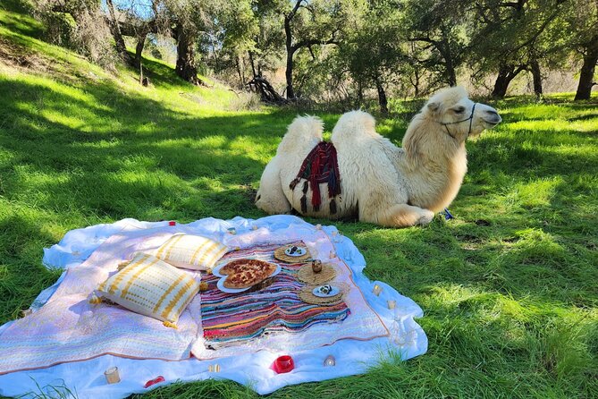 3 Hour Camel Trek into the Forest and Ranch in California - Riding Herbie, Sully, and the ranch camels