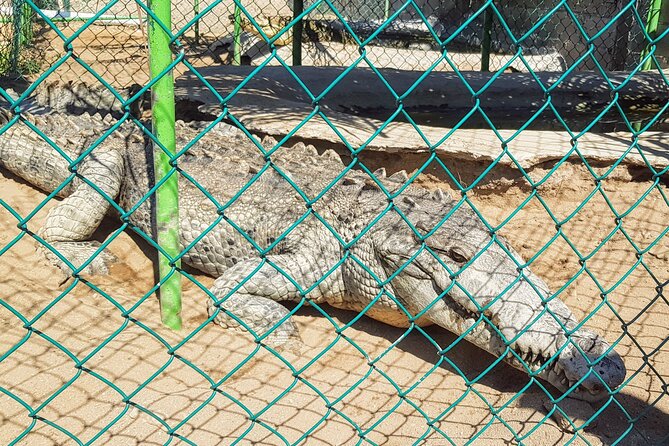 3 Palos Lagoon AfroMex Village Turtle Release & Croc Farm Visit - Key points to know before booking