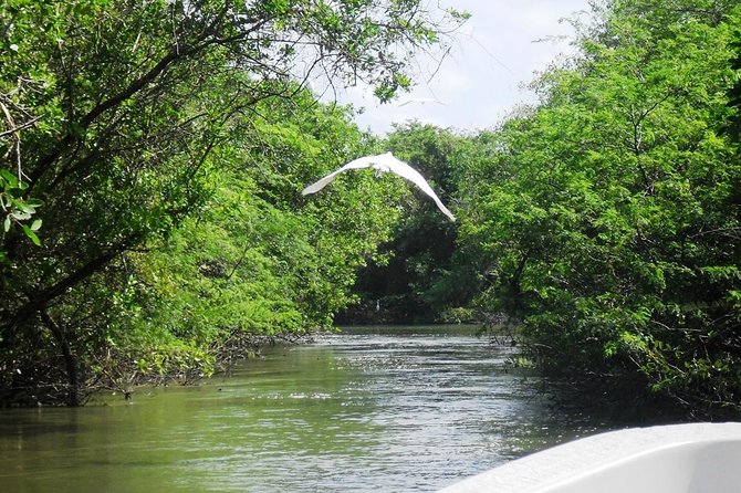 3 Palos Lagoon AfroMex Village Turtle Release & Croc Farm Visit - Tres Palos Lagoon by small boat
