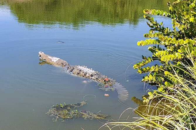 3 Palos Lagoon AfroMex Village Turtle Release & Croc Farm Visit - The croc farm question