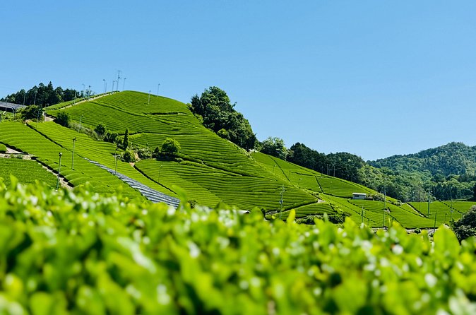 7 Hours Private Guided Tour Uji and Wazuka Matcha Farm - Tea tasting makes the differences easier to notice