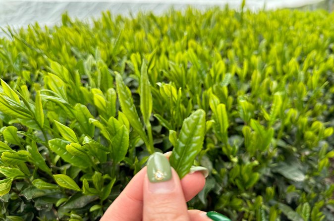 7 Hours Private Guided Tour Uji and Wazuka Matcha Farm - Lunch in a traditional Japanese home