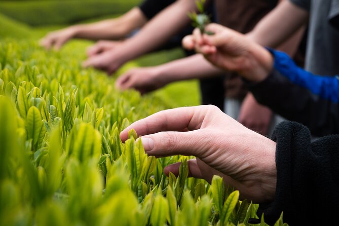 7hr Private Wazuka True Hidden Kyoto Matcha Farm Experience - Matcha tasting, tea tasting, and the work behind the cup