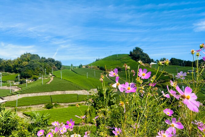 7hr Private Wazuka True Hidden Kyoto Matcha Farm Experience - Lunch in a traditional Japanese-style home