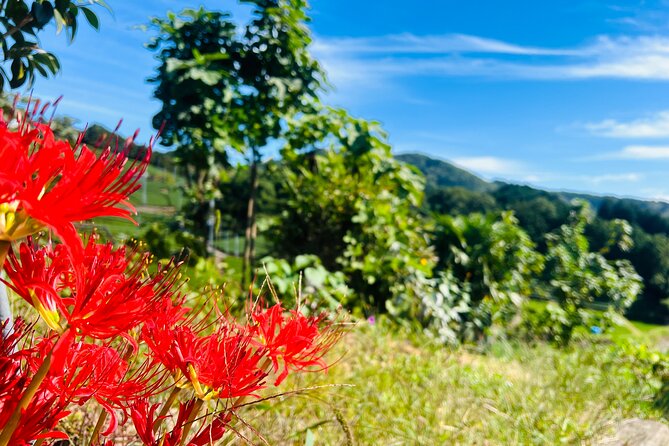 7hr Private Wazuka True Hidden Kyoto Matcha Farm Experience - Timing, pickup, and the practical side of the day