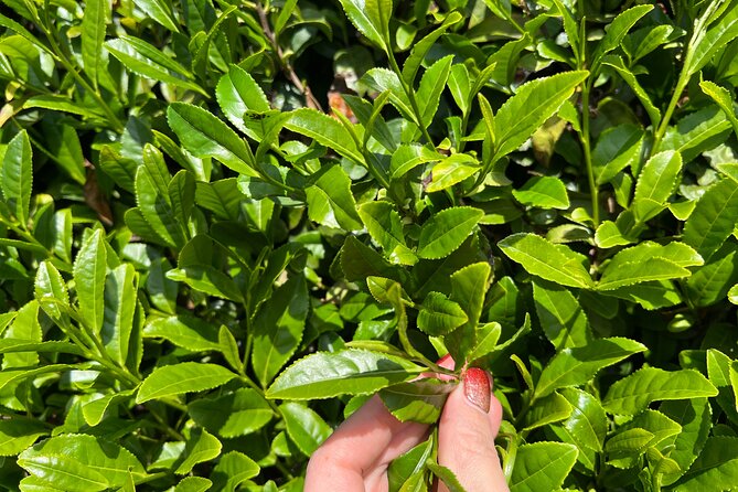 7hr Private Wazuka True Hidden Kyoto Matcha Farm Experience - Who will enjoy this Wazuka experience most
