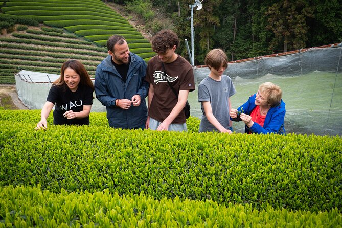 7hr Private Wazuka True Hidden Kyoto Matcha Farm Experience - Walking through two local matcha farms