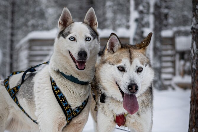 8-10km Husky Ride in the Taiga and Visit Other Farm Animals - Getting ready for Arctic speed