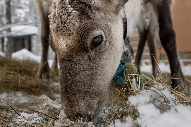 8-10km Husky Ride in the Taiga and Visit Other Farm Animals - Fire, sausage, and a simple Lapish BBQ