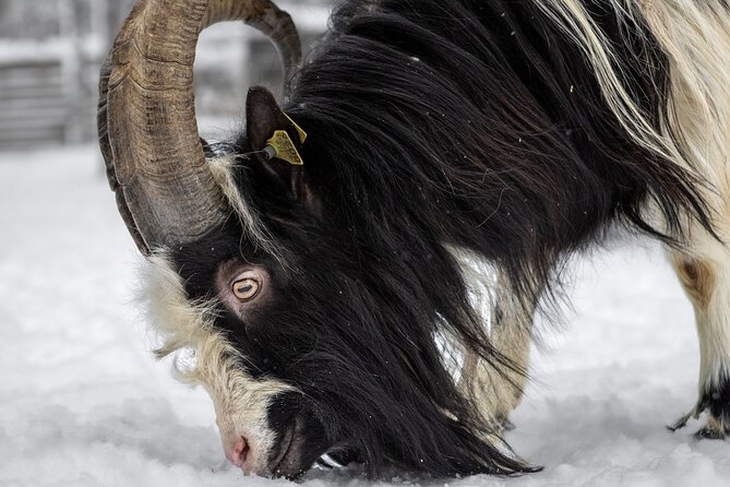 8-10km Husky Ride in the Taiga and Visit Other Farm Animals - What the $272.83 price really buys