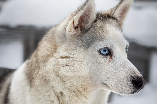 8-10km Husky Ride in the Taiga and Visit Other Farm Animals - Who will enjoy this outing most