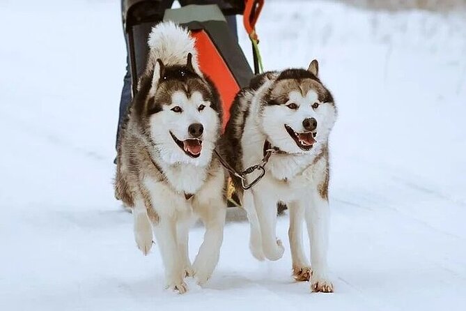 8-10km Husky Ride in the Taiga and Visit Other Farm Animals - Meeting the huskies and other farm animals