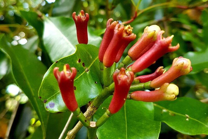 A Half Day Private Tour To Spice Farm - Tropical fruit tasting adds a welcome pause