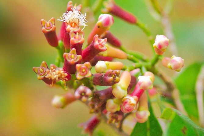 A Half Day Private Tour To Spice Farm - What private transport changes