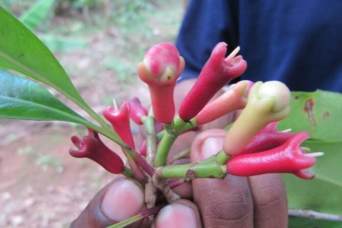 A Half Day Private Tour To Spice Farm - How this fits into a Zanzibar itinerary