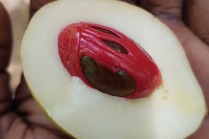 A Half Day Private Tour To Spice Farm - What the tour includes and what it does not