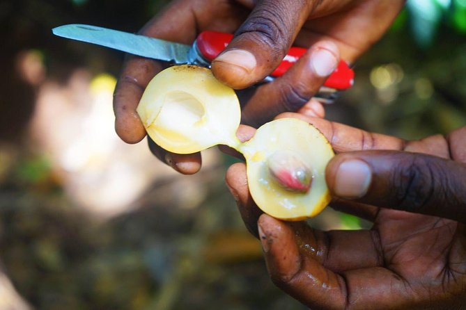 A Half Day Private Tour To Spice Farm - Spices, medicine, and daily life