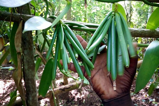 A Private Full Day Tour To Stone Town & Spice Farm - Tangawizi Spice Farm: Zanzibar You Can Smell