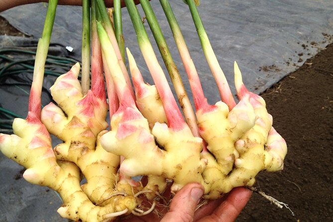 A Private Full Day Tour To Stone Town & Spice Farm - Transport, Timing, And Group Comfort