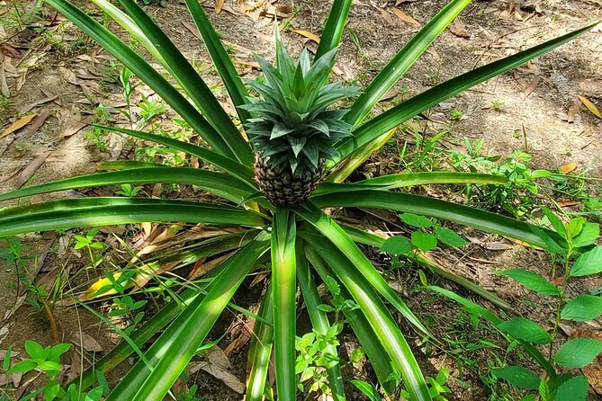 A private half day spice farm with a cooking lesson - The drive north from Zanzibar City