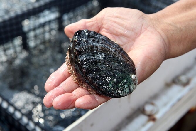 Abalone Farm Tour - Learning why abalone farming matters in Hawaii