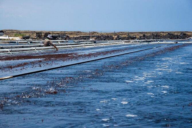 Abalone Farm Tour - Sampling seaweed, sea grapes, and abalone