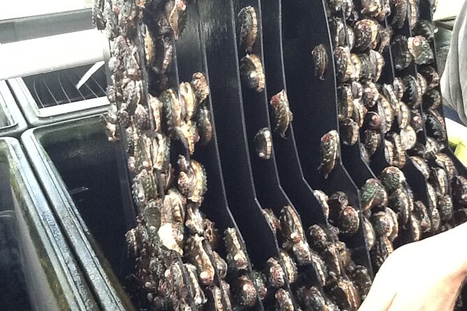 Abalone Farm Tour - Who will enjoy this farm tour most?