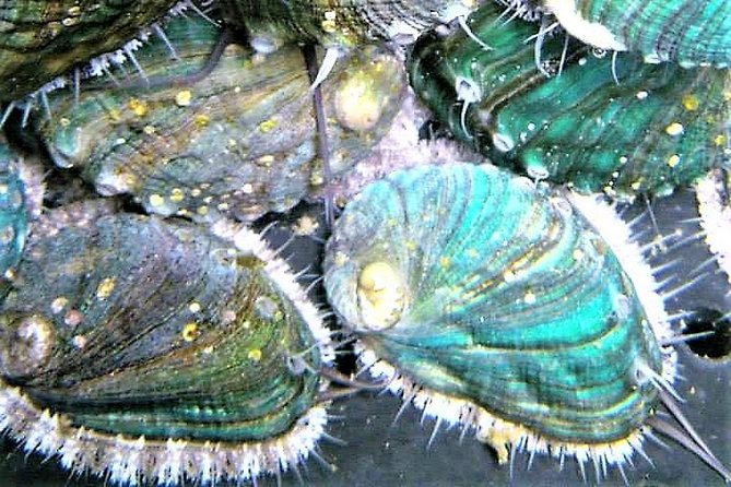 Abalone farm tour and tasting with coastal seaweed walk. Guided. 2 hours - Walking the Atlantic shore near Ballintleva