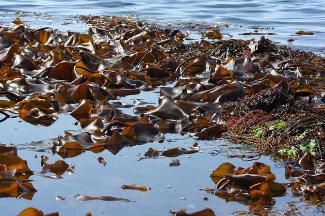 Abalone farm tour and tasting with coastal seaweed walk. Guided. 2 hours - What the two-hour schedule really gives you